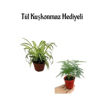 Anneler Gününe Özel Hediyelik Kurdele Çiçeği Tül Kuşkonmaz Hediyeli