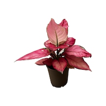 Aglaonema 'pink Star' Çin Herdemyeşili