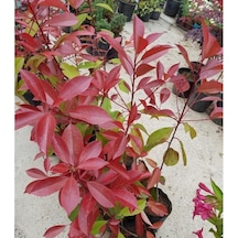 Alev Ağacı Photinia Fidanı 50-80 Cm Saksıda