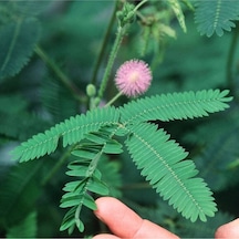 5 Adet Mimosa Pudica Sensitive Tohumu