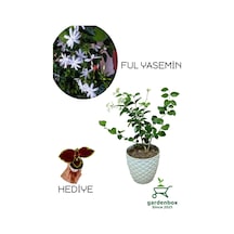 Mis Kokulu Katmerli Ful Yasemin Çiçeği 1 Adet Saksılı 30-60cm+yaprak Güzeli