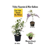 Kokulu Yıldız Yasemin Çiçeği+mor Salkım Ağacı Fidanı Mezem Çiçeği Peyzaj Seti