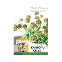 5 Adet Kartopu Çiçeği Tohumu