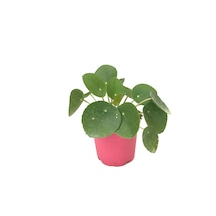 Pilea Peperomioides (Para Çiçeği) Ø8,5 CM Y10-15 CM