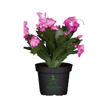 Pembe Renk Saksılı 1 Adet Yılbaşı Çiçeği Pink Schlumbergera Truncata