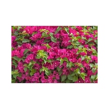 Sarılıcı Fuşya Begonvil Fidanı 10-20 Cm