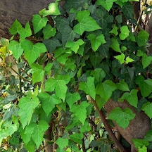 Tüplü Hedera Helix Orman Sarmaşığı Fidanı 100-150 Cm