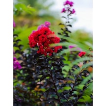 Videolu Kırmızı Çiçekli Oya Ağacı 30 65 Cm 1 Adet Saksılı Dış Mekan Ağacı Lagerstroemia Indica