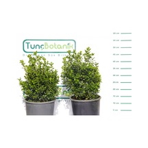 Şimşir Rotundifolia 5 Adet Paket-4 Mevsim Yeşil Çit Bitkisi