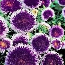 10 Adet Tohum Aster Çiçeği Tohumu Aster Tohum