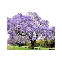 Dünya'nın En Hızlı Büyüyen Ağacı Paulownia Fidanı Boy 20 İla 40cm 10 Adet Fidan