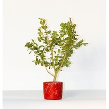 BONSAİ BUXUS 2 ADET - HEDİYELİK BONSAİ (Kırmızı Saksı)
