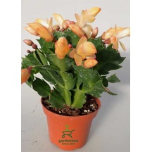 Sarı Enk Yılbaşı Çiçeği 1 Adet Saksılı 10-15cm Schlumbergera Truncata