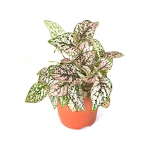 Pembe Renk Çilli Yapraklı Hostes Çiçeği Pink Hypoestes 10-20cm