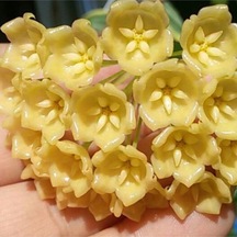 Altın Balmumu Sarı Mum Çiçeği Fidanı Hoya Carnosa 'golden'