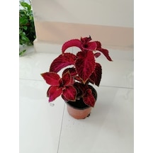 Kolyos Yaprak Güzeli Çiçeği Fidanı 10-20 Cm