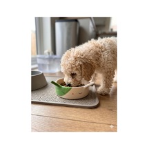 Yeşil Tavşan Seramik Mama Kabı - Köpek Ve Kediler İçin