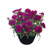 Serada Decor Plant Kokulu Mor Bodur Karanfil Bitkisi Dianthus Caryophyllus Purple