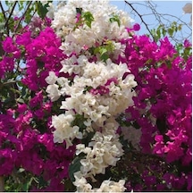 Çift Renkli Pembe Beyaz Begonvil Bougainvillea 30-60cm