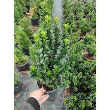 Yeşil Canlı Taflan Çiçeği Saksılı 1 Adet 25-40cm Euonymus Japonicus
