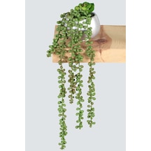 Yapay Çiçek Deposu Gümüş Mini Kabak Saksıda Succulentli Sarkan Tesbih Çiçeği 42 Cm