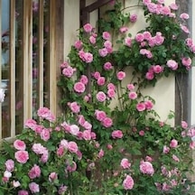 Pembe Sarmaşık Gül Fidanı 10-30 Cm