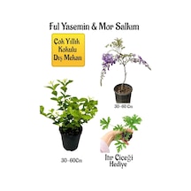 Kokulu Ful Yasemin Çiçeği+mor Salkım Ağacı Fidanı Itır Çiçeği Peyzaj Seti
