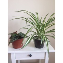 Videolu Çilli Begonya Ve Kurdele Çiçeği 5 15 Cm 2 Adet Iç Mekan Bitkisi Begonia Chlorophytum