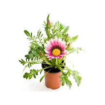 Pembe-beyaz Renk Gazanya Çiçeği 1 Adet Saksılı/tüplü 15-25cm Çiçekli Balon Bitkisi