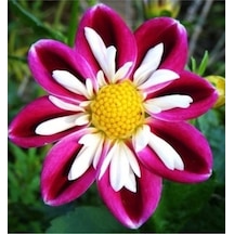 10 Adet Bordo Beyaz Dahlia Yıldız Çiçeği Tohumu + 10 Adet Hediye Karışık Renk Gül Çiçek Tohumu