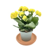 Kalanchoe Çiçeği Fidanı Kalanşo Sarı 10-20 Cm