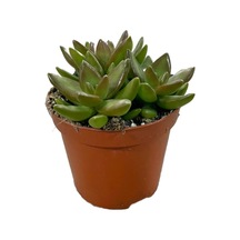 Sedum Adolphi (Sukulent) Ø8,5 CM Y10-15 CM