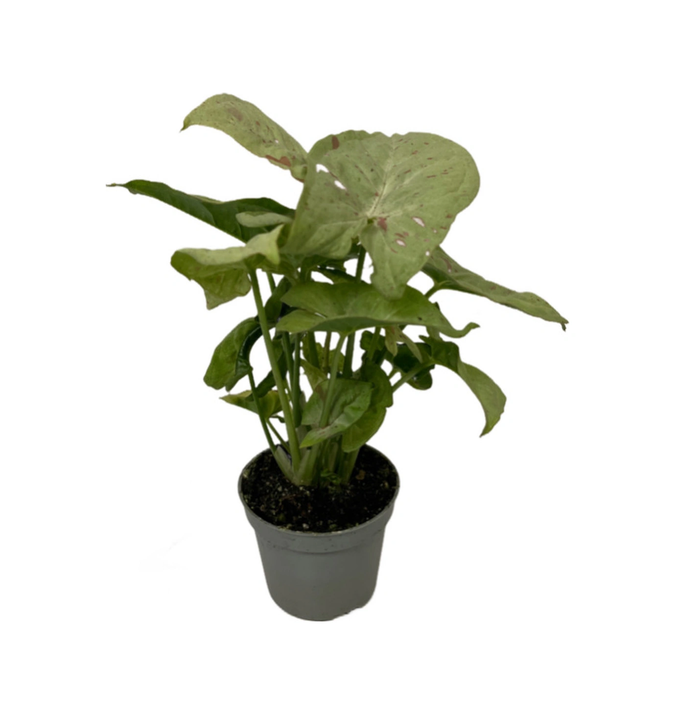 Syngonium Podophyllum 'Milk Confetti' (Melek Kanadı Çiçeği) Ø5,5 CM Y10-15 CM
