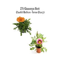 Turuncu-koyu Pembe Gazanya Çiçeği 2 Adet Saksılı 10-20cm Bahçe Balkon Çiçeği