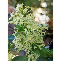 Videolu Mis Kokulu 1 Adet Melisa Çiçeği Fidanı Saksılı 50-110cm Lemon Balm