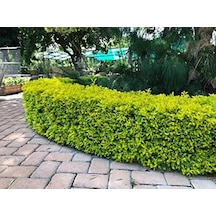 Gold Taflan Euonymus Japonica Aurea Canlı Çit Bitkisi 10 Adet