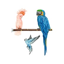 Doğal Dal Kuş Tüneği 22 Cm