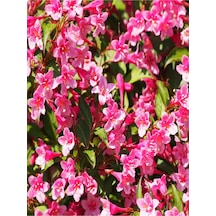 Canlı Renkli 1 Adet Yılbaşı Çiçeği Fidanı 5-20cm Saksılı Poinsettia