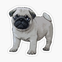Pug Yavru Cinsi Köpek Sticker Araba Oto Yapıştırması 17Cm