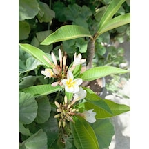 Saksılı Amerikan Fulu Plumeria Alba Ağacı Fidanı