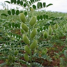 Eko Paket Nohut Tohumu Yeni Mahsül Geleneksel Nohut Tohumu 150 Adet Tohum