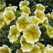 10 Adet Natural Trailing Petunia Yellow Star Tohumu