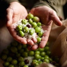 Tüplü California Manzanillo Zeytini Abd Menşeli Fidanı Sofralık Ve Yağlık