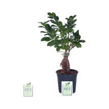 Ginseng Bonsai, Büyük Yaş - Ficus Microcarpa - Bitki Boyu 40-60 Cm