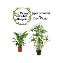 Japon Şemsiyesi 40-60 Cm 1 Adet Saksılı+barış Çiçeği 30-40cm 1 Adet Saksılı