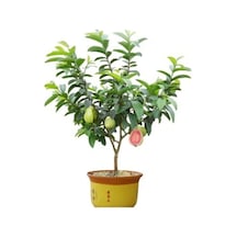 Psidium Guava Meyvesi Tohumu 3 Adet Tohum