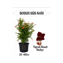 Bodur Süs Narı Fidanı 1 Adet Saksılı/tüplü+ Bordo Yaprak Güzeli Hediyeli Bahçe Peyzaj Seti