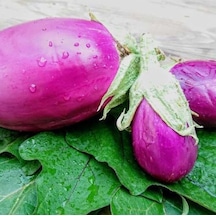 Rosita Etli Patlıcan Tohumu 15 Tohum