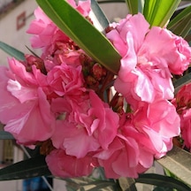 Tüplü Katmerli Pembe Çiçekli Zakkum Fidanı 200-300 Cm