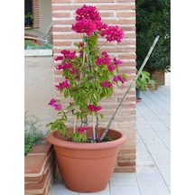 Pembe Begonvil 50 70 Cm 1 Adet Saksılı/ Tüplü Çiçekli Bitki Bougainvillea